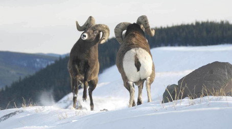 Wild Canada Сезон 1