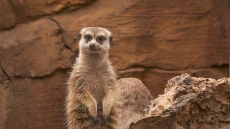 Expédition Pairi Daiza Сезон 11