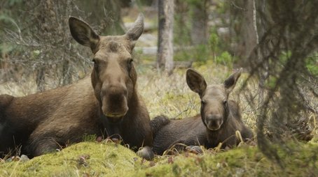Meet the Moose Family (2016) - Episode 2 poster and promotional image