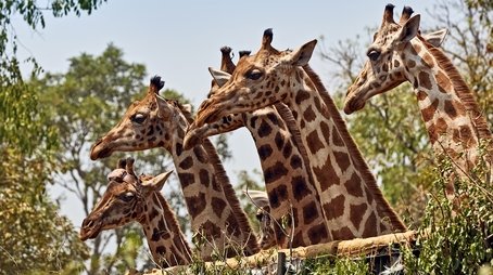 Giraffes: Africa's Gentle Giants (2016) - Episode 6 poster and promotional image