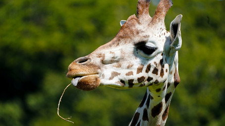 Animal Park Stagione 20