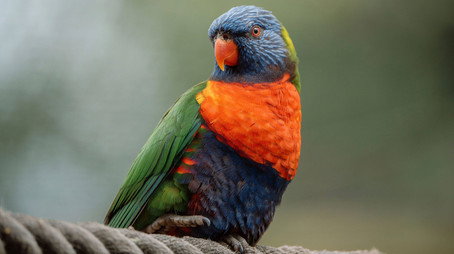 Animal Park Stagione 25