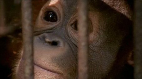 The Orangutan King (2005) - Episode 1 poster and promotional image