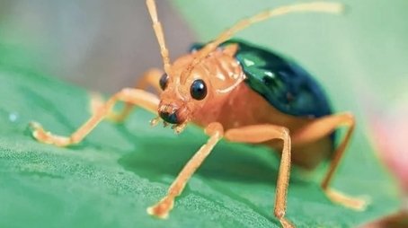 Pequenos Gigantes da Natureza19