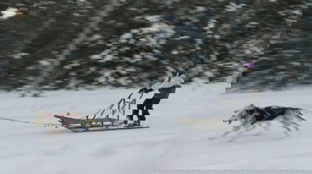 Dog Mushing (2020) - Episode 3 poster and promotional image