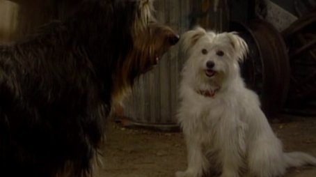 Look Who's Barking (1991) - Episode 14 poster and promotional image