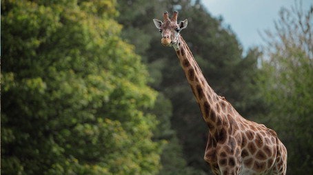 Animal Park Stagione 25