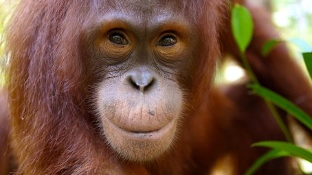 Orangutans: The Great Ape Escape (2013) - Episode 6 poster and promotional image
