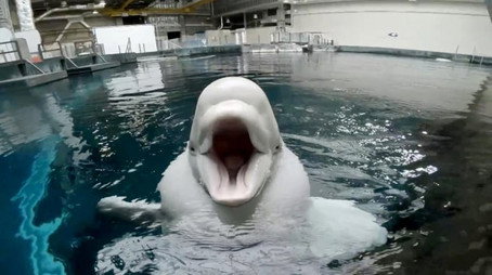 The Aquarium Stagione 1