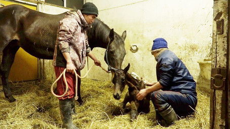 Vietnamese Vets and Hokkaido Horses (2021) - Episode 9 poster and promotional image