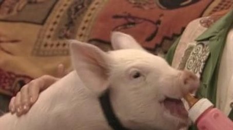 Schwein muß man haben