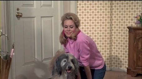 Auf den Hund gekommen