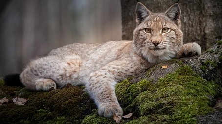 Forest of the Lynx (2017) - Episode 15 poster and promotional image