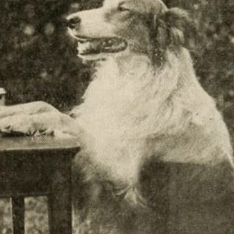 Shep the Dog