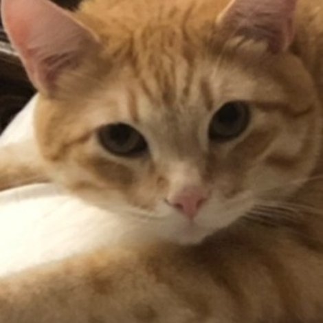 Garfield the Cat