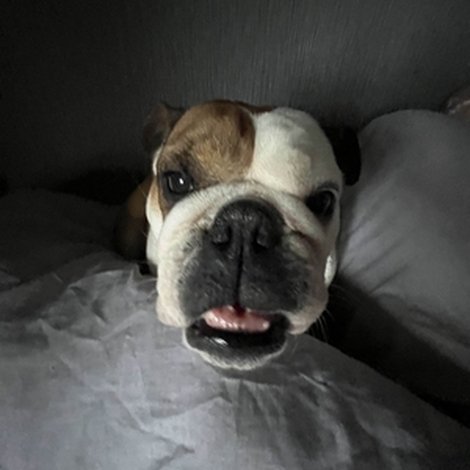 Rosie