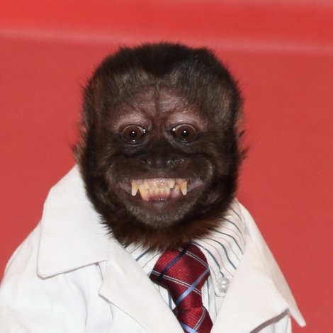 Crystal the Monkey