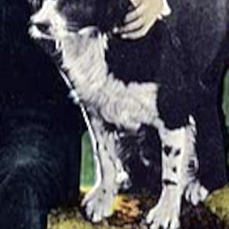 Rex the Dog