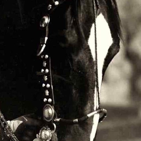 Tony the Horse