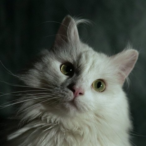 Coco