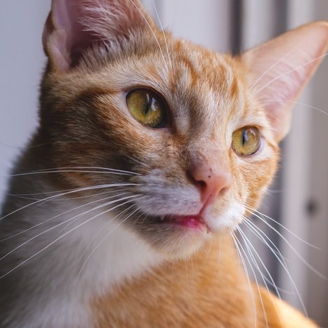 Major the Cat