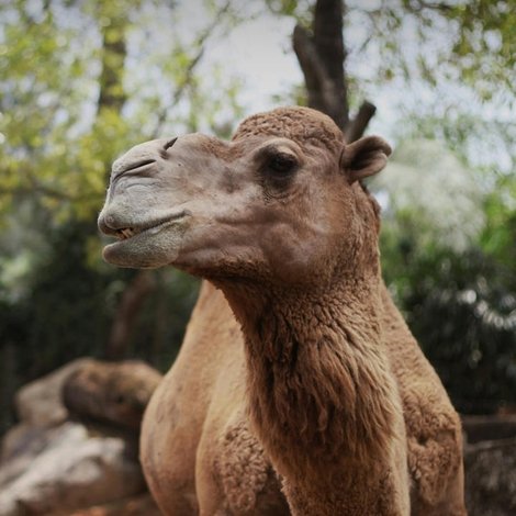 My Epic Camel Adventure With Gordon Buchanan