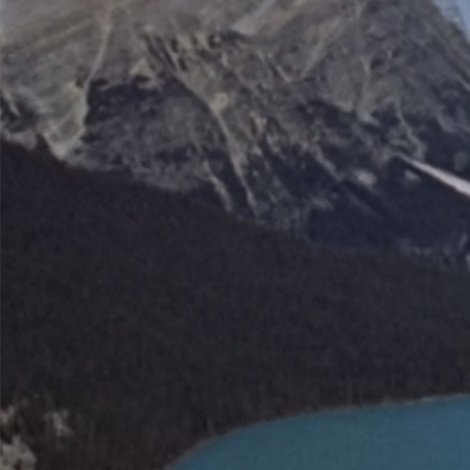 Wildlife in the Rockies