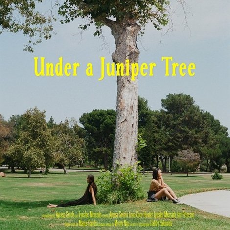 Under a Juniper Tree