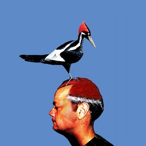 Woodpecker