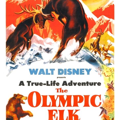 The Olympic Elk
