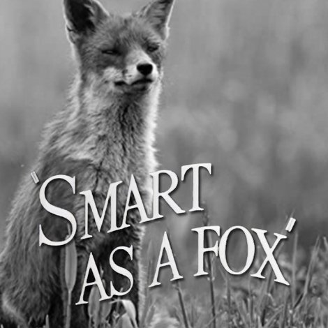 Smart as a Fox
