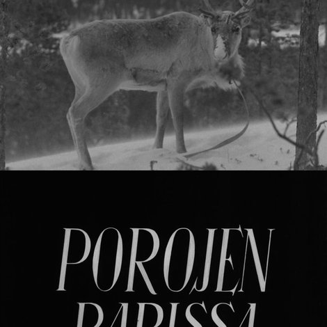 Porojen parissa