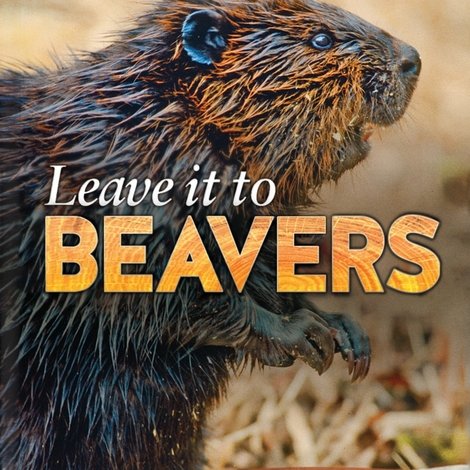 Leave it to Beavers