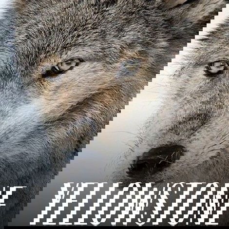 Yellowstone - Das Geheimnis der Wölfe