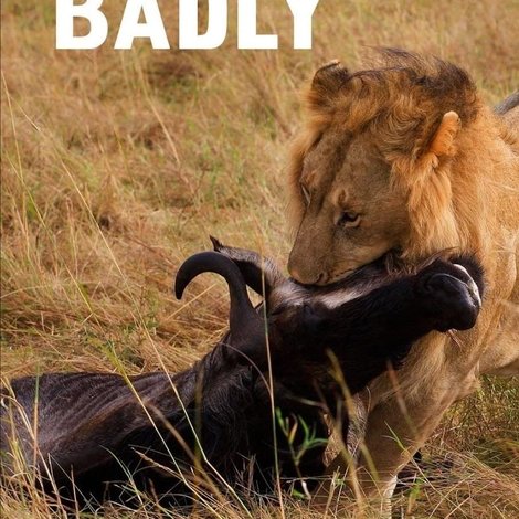 Lions Behaving Badly
