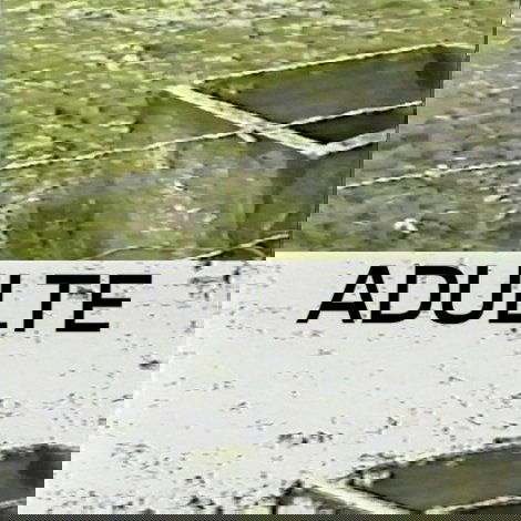 Adulte