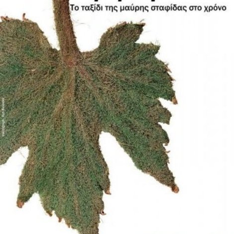 Πριμαρόλια