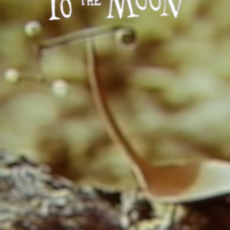 From the Circus to the Moon