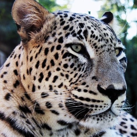 The Secret Leopards