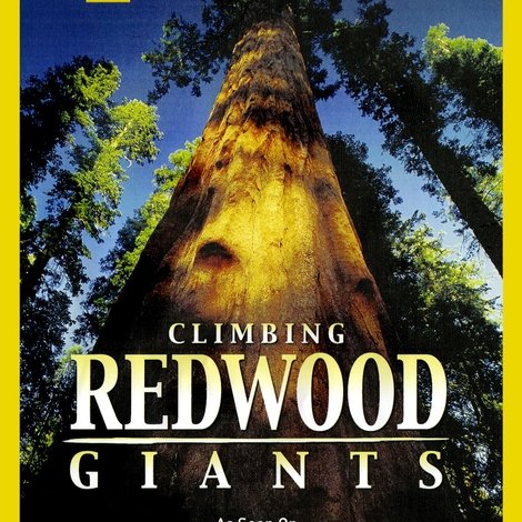 Climbing Redwood Giants