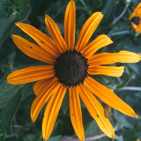 Black Eyed Susan