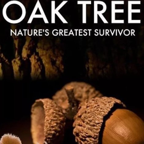 Oak Tree: Nature's Greatest Survivor