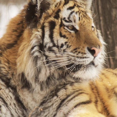 Amba: The Russian Tiger