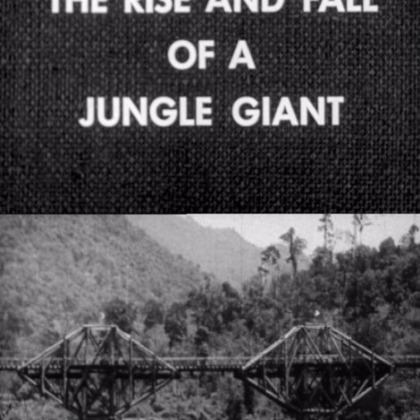 The Rise and Fall of a Jungle Giant