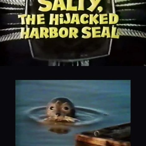 Salty, the Hijacked Harbor Seal