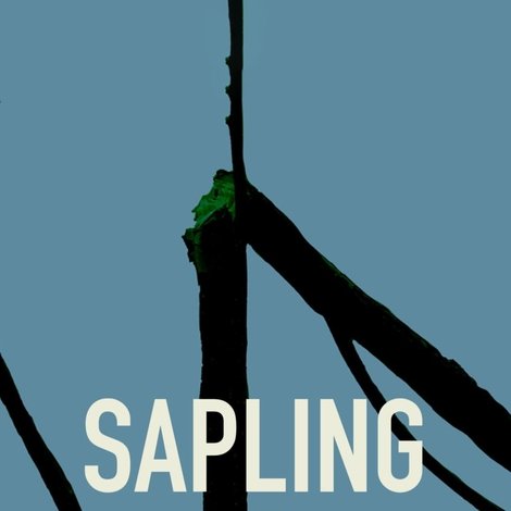 Sapling
