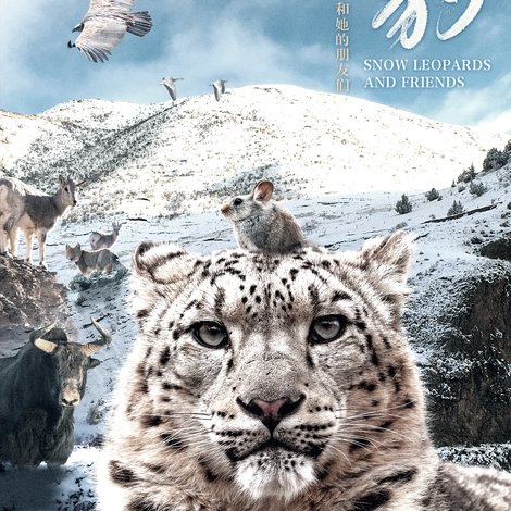 雪豹和她的朋友们