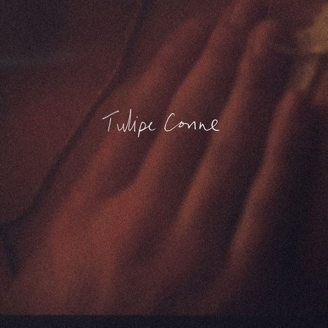 Tulipe conne