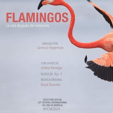 Flamingos