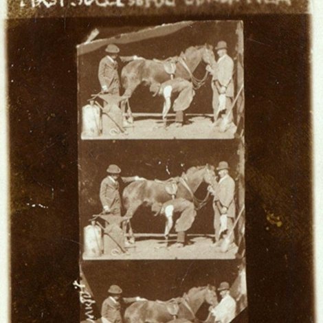 Horse Shoeing